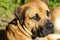 boerboels pictures