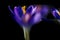 Boerenkrokus, Early Crocus, Crocus tomassinianus