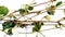 Boerhaavia diffusa punarnava plant