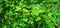 Boerhavia diffusa punarnawa gajpurna creeper image
