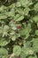 Boerhavia repens close up with flowers