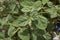 Boerhavia repens close up with flowers