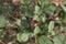 Boerhavia repens close up with flowers