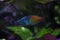 The Boeseman`s rainbowfish Melanotaenia boesemani.