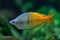 Boeseman\'s rainbowfish (Melanotaenia boesemani).