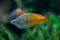 Boeseman\'s rainbowfish (Melanotaenia boesemani).