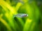 Boeseman`s rainbowfish Melanotaenia boesemani isolated on a fish tank with blurred background
