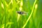 Boeseman`s rainbowfish Melanotaenia boesemani isolated on a fish tank with blurred background