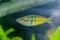 Boesemani Rainbow Fish. Rainbow fish female from genus Melanotaenia in aquarium. One of the most beautiful fresh water aquarium fi