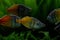 Boesemani rainbowfish in monospecies aquarium, popular ornamental fish in magnificent aquascape