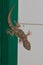 Boettger`s wall gecko