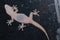 Boettger`s wall gecko on a window pane.