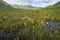 Bog Asphodel in Glen Shiel