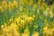 Bog asphodel Narthecium ossifragum, haze of yellow flowers