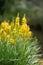 Bog asphodel Narthecium ossifragum, yellow flowering plant