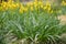 Bog asphodel Narthecium ossifragum, yellow flowering plants