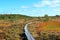 Bog on autumn