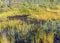 Bog in autumn, beautiful bog vegetation, traditional, grass, moss, berries and lichens in autumn colors, autumn time