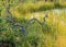 Bog in autumn, beautiful bog vegetation, traditional, grass, moss, berries and lichens in autumn colors, autumn time