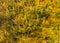 Bog in autumn, beautiful bog vegetation, traditional, grass, moss, berries and lichens in autumn colors, autumn time
