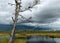 Bog in autumn, silhouette of a dead bog pine, gorgeous bog vegetation, traditional, grass, moss, and lichens in autumn colors,