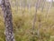 Bog  background with small birches, moss and grass