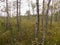 Bog  background with small birches, moss and grass