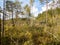 Bog  background with small birches, moss and grass