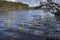 Bog bean on Loch Garten in Scotland.