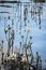 Bog bean on Loch Garten in Scotland.