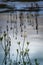 Bog Bean on Loch Garten in Scotland.