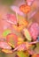 Bog bilberry leaves in autumn colors