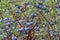 Bog Bilberry, Northern Bilberry, Vaccinium uliginosum, fruits in summer