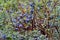 Bog Bilberry, Northern Bilberry, Vaccinium uliginosum, fruits in summer