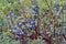 Bog Bilberry, Northern Bilberry, Vaccinium uliginosum, fruits in summer