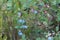 Bog blueberries, Vaccinium uliginosum