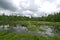 Bog in Dunes State Park, Indiana