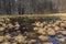 Bog and flooded spring forest