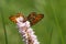 Bog fritillary butterfly on the flower