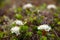 Bog Labrador Tea flower found on the tundra