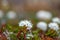 Bog Labrador tea, Muskeg tea, Swamp tea, or in northern Canada, Hudson's Bay Tea.