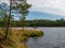 Bog landscape, bog lake, reflections,