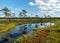 Bog landscape with bog trees, lake, grass and moss. Cloud reflections on the surface of the lake, a step on the bog, autumn colors