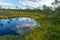 Bog landscape with bog trees, lake, grass and moss. Cloud reflections on the surface of the lake, a step on the bog, autumn colors