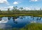 Bog landscape with bog trees, lake, grass and moss. Cloud reflections on the surface of the lake, a step on the bog, autumn colors