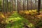 Bog Landscape in  Mecklenburg-Western Pomerania