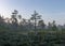 Bog landscape in the morning mist, blurred swamp pine contours, bog vegetation, sunrise over the bog