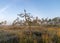 Bog landscape in the morning mist, blurred swamp pine contours, bog vegetation, sunrise over the bog