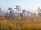 Bog landscape in the morning mist, blurred swamp pine contours, bog vegetation, sunrise over the bog