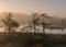 Bog landscape in the morning mist, blurred swamp pine contours, bog vegetation, sunrise over the bog